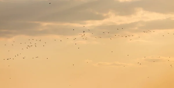 Un troupeau de mouettes dans le ciel au coucher du soleil — Photo