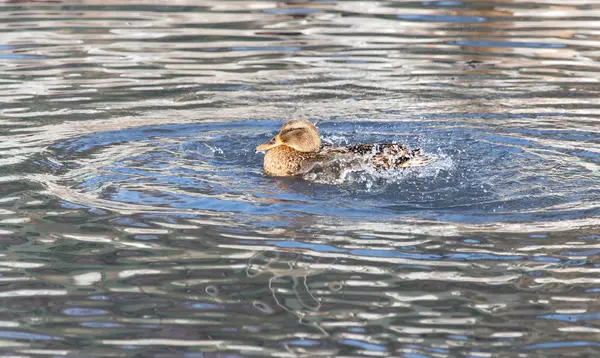 Duck in the lake in nature — Stock Photo, Image