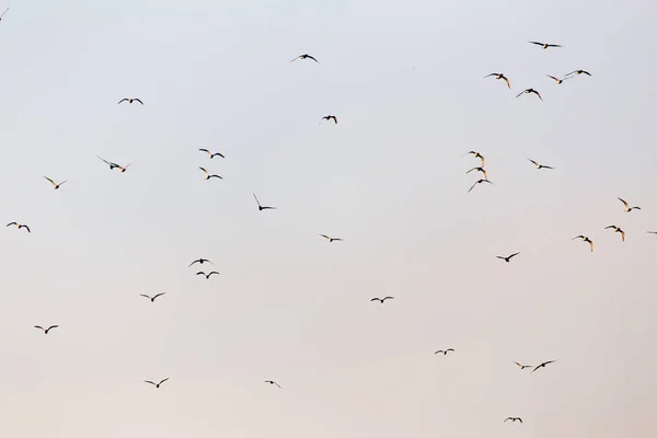 Een kudde meeuwen in de lucht bij zonsondergang — Stockfoto