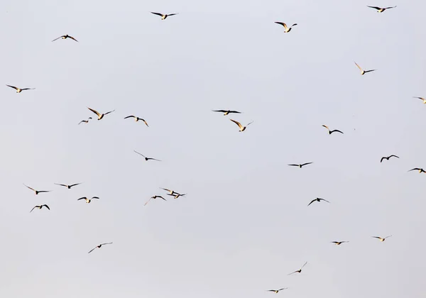 Un troupeau de mouettes dans le ciel au coucher du soleil — Photo