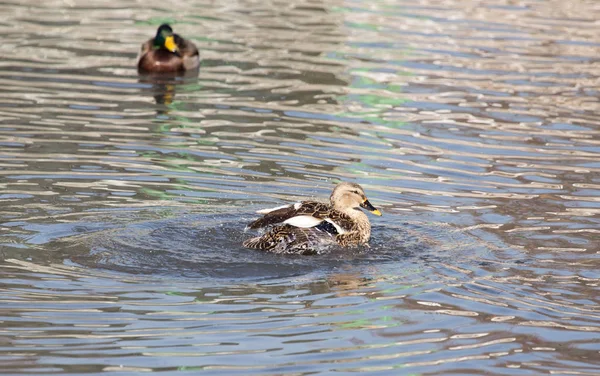 Duck in the lake in nature — Stock Photo, Image