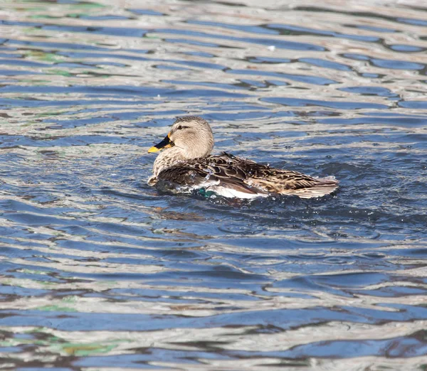 Pato no lago na natureza — Fotografia de Stock