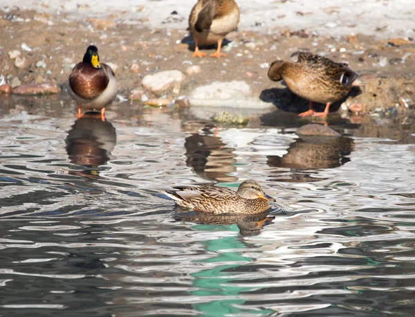 Patos em um lago na natureza — Fotografia de Stock