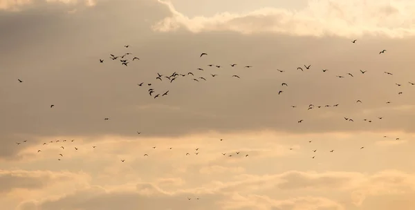 Un troupeau de mouettes dans le ciel au coucher du soleil — Photo