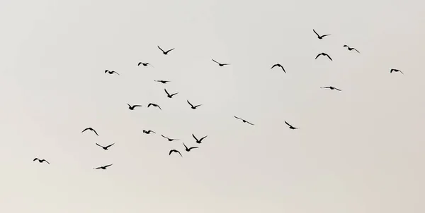 Una bandada de gaviotas en el cielo al atardecer —  Fotos de Stock