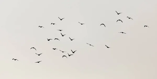 A flock of seagulls in the sky at sunset — Stock Photo, Image