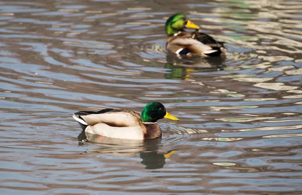 Ankor i sjön i naturen — Stockfoto