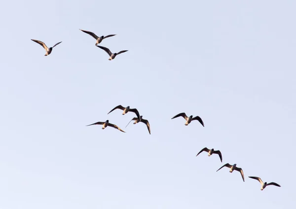 Um bando de gaivotas no céu ao pôr-do-sol — Fotografia de Stock
