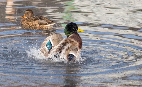 Kachna v jezeře v přírodě — Stock fotografie