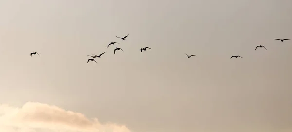 En flock måsar på himlen vid solnedgången — Stockfoto