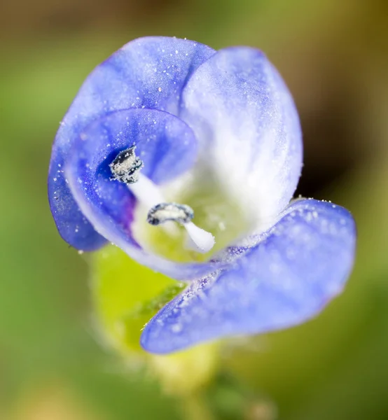 Doğada küçük mavi çiçek. Makro — Stok fotoğraf