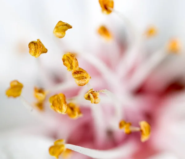 Żółty pyłek w białym kwiatku. makro — Zdjęcie stockowe