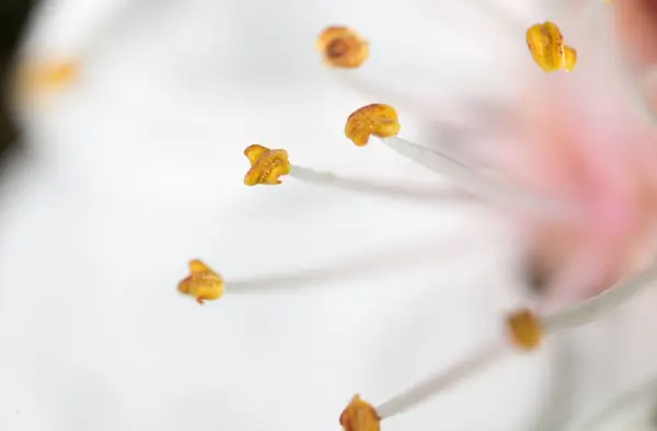 Pólen amarelo numa flor branca. macro — Fotografia de Stock