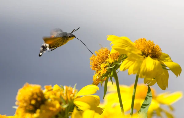 Sphingidae, conhecida como abelha Hawk-traça, desfrutando do néctar de uma flor amarela. Traça de beija-flor. Traça calibri . — Fotografia de Stock