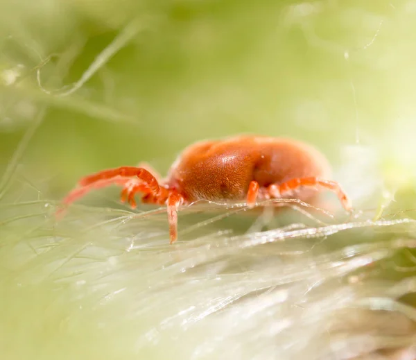 Tic rouge dans la nature. macro — Photo