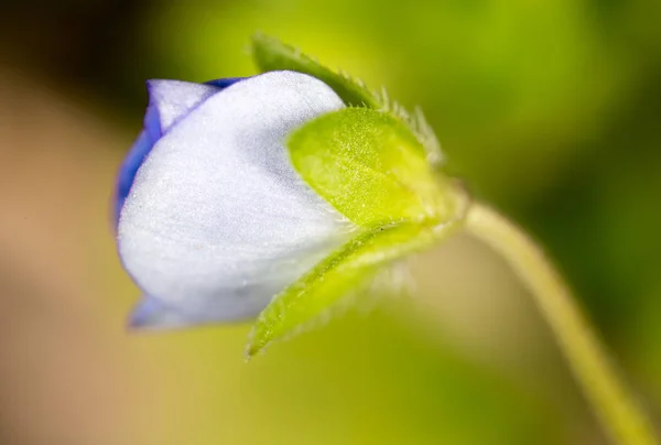 Pequeña flor azul en la naturaleza. macro —  Fotos de Stock