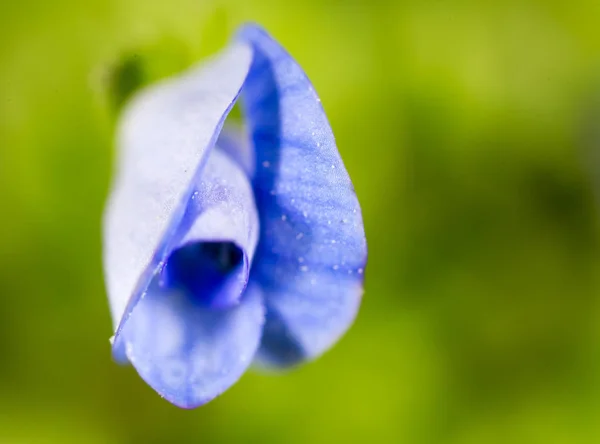 Liten blå blomma i naturen. makro — Stockfoto