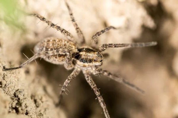 Spinne auf dem Boden im Freien. Makro — Stockfoto