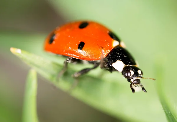 Ladybug on grass in nature. macro — Stock Photo, Image