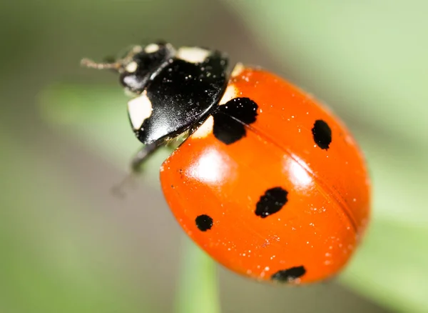 Божья коровка на траве. macro — стоковое фото