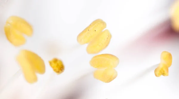 Pólen amarelo numa flor branca. macro — Fotografia de Stock