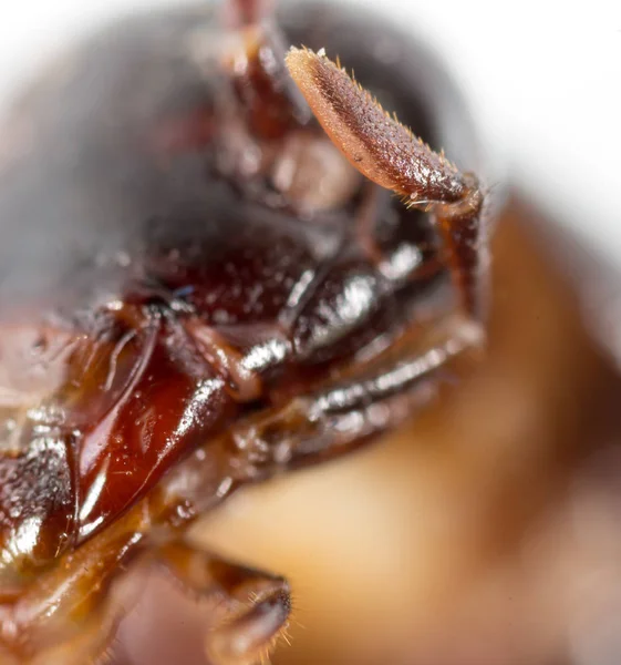 Portret van een kakkerlak. Super macro — Stockfoto