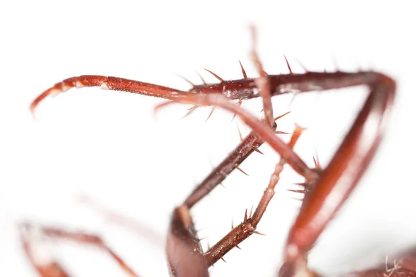 Blatte des pieds avec des pointes. super macro — Photo