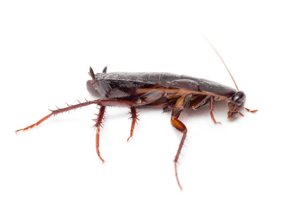 Cockroach on a white background — Stock Photo, Image