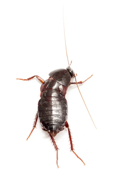 Kakkerlak op een witte achtergrond — Stockfoto