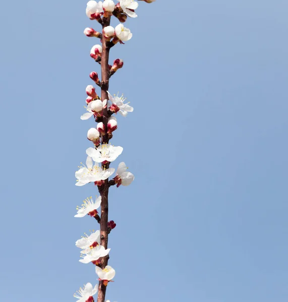 Flowers on the tree against the blue sky — Stock Photo, Image