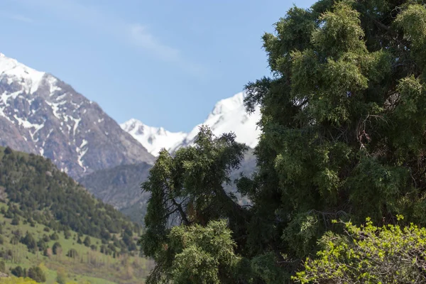 Conifères dans les montagnes sur la nature — Photo