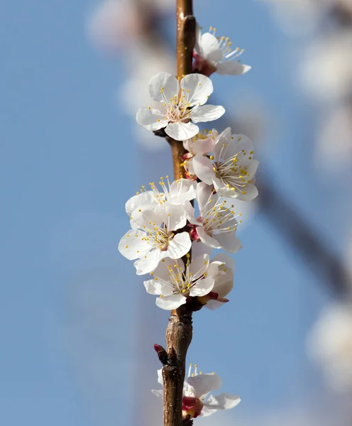 Blumen am Baum gegen den blauen Himmel — Stockfoto