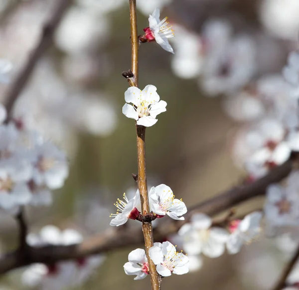 Doğa ağacında çiçekler — Stok fotoğraf