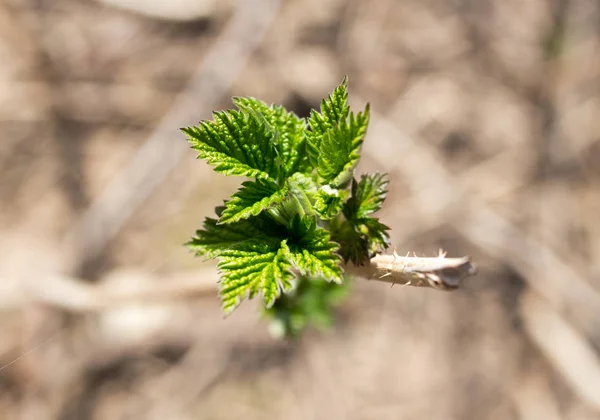 Junge Blätter an einer Himbeere im Frühling — Stockfoto