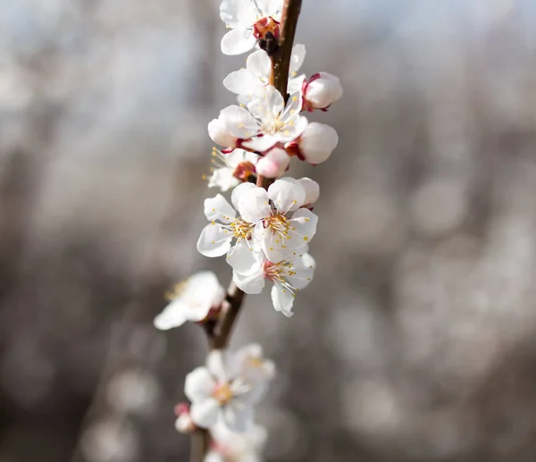 Flores en el árbol en la naturaleza — Foto de Stock
