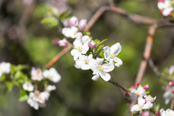 Vackra blommor på äppelträdet i naturen — Stockfoto