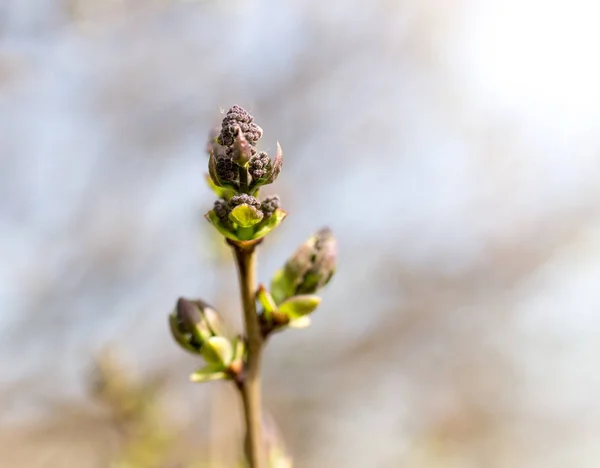 Brote en una rama de lila en la naturaleza — Foto de Stock