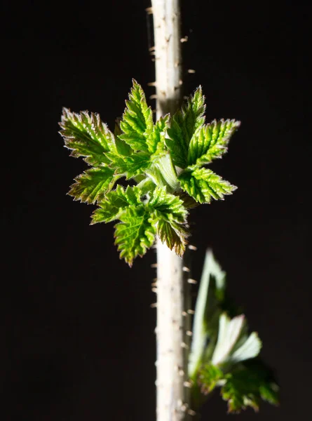 Unga blad på en svart bakgrund. makro — Stockfoto