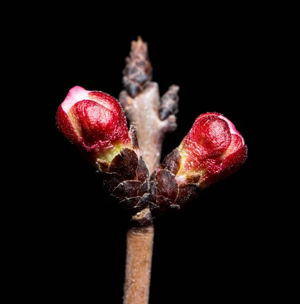 Flores na árvore na natureza em um fundo preto. macro — Fotografia de Stock