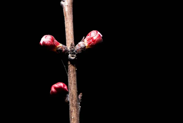 Flores en el árbol en la naturaleza sobre un fondo negro. macro — Foto de Stock