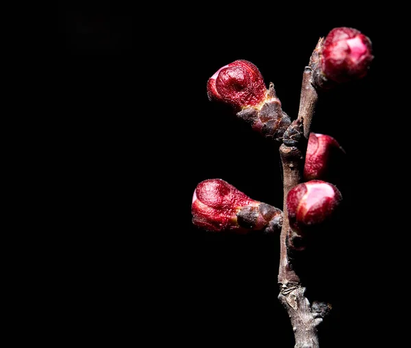Λουλούδια στο δέντρο της φύσης σε μαύρο φόντο. μακροεντολή — Φωτογραφία Αρχείου