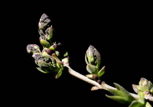 Hojas jóvenes sobre un fondo negro. macro — Foto de Stock