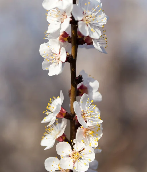 Bloemen op de boom in de natuur — Stockfoto