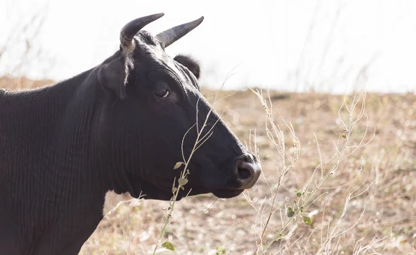 Mucca in un pascolo in natura — Foto Stock