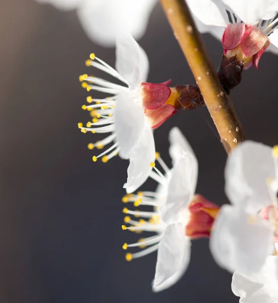 Fleurs sur l'arbre dans la nature — Photo