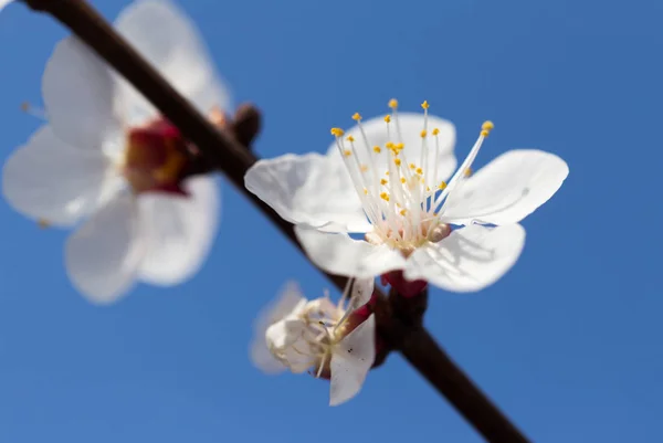 蓝天映衬着树上的花 — 图库照片