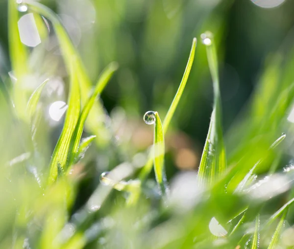 在自然界的绿草上滴着露珠。宏观 — 图库照片