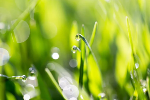 Gocce di rugiada sull'erba verde in natura. macro — Foto Stock