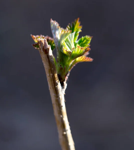 Young leaves on a raspberry in spring — Stock Photo, Image
