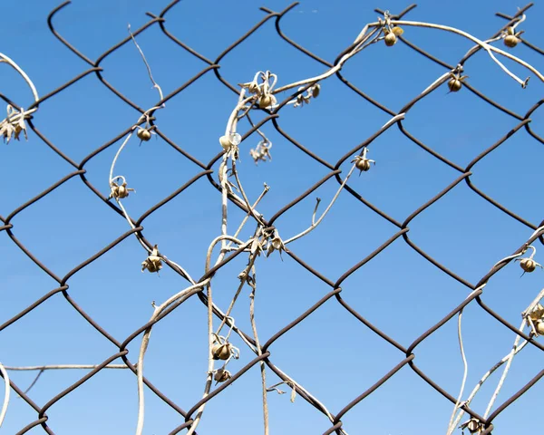 Torr klättrare på ett metallstaket på en bakgrund av blå himmel — Stockfoto